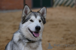 Photo №1. malamute de l'alaska - à vendre en ville de Москва | Gratuit | Annonce №121181