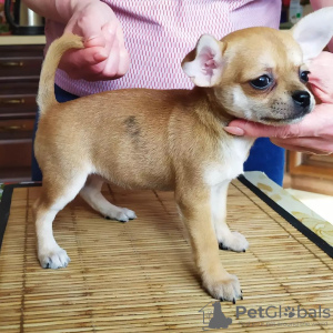 Photo №1. chihuahua - à vendre en ville de New york | 379€ | Annonce №104168