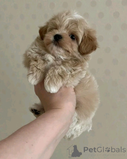 Photo №2 de l'annonce № 137169 de la vente maltipu - acheter à Allemagne annonce privée, éleveur