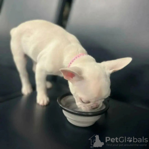 Photo №2 de l'annonce № 125628 de la vente bouledogue - acheter à La Grande-Bretagne 