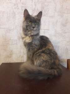 Photo №1. maine coon - à vendre en ville de Dnipro | 114€ | Annonce № 2398