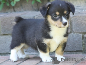 Photos supplémentaires: Papillon chiot garçon - Marie Ross Immanuel