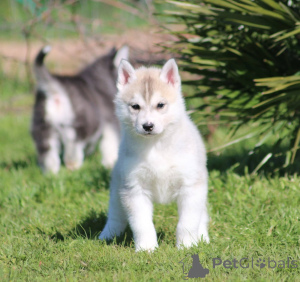 Photo №2 de l'annonce № 167139 de la vente husky de sibérie - acheter à La finlande 
