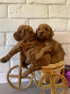 Photos supplémentaires: Les chiots caniche toy sont rouges