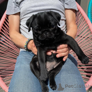 Photo №3. Lilly yra tikrai neįtikėtinas mopsas. homme rasykite WhatsApp 44 7453 907158. Lituanie