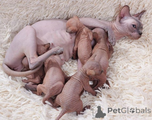 Photo №1. sphynx - à vendre en ville de Berchtesgaden | négocié | Annonce № 170329