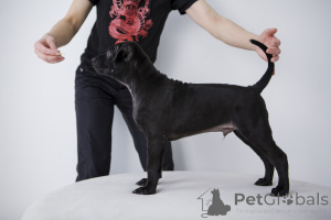 Photo №3. Les chiots thaïlandais Ridzhbek sont vendus. Fédération de Russie