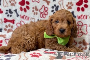 Photo №3. Beaux chiots Cavapoo Pour adoption gratuite. Allemagne