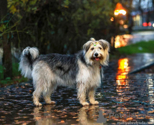 Photo №4. Je vais vendre chien bâtard en ville de Moskova. annonce privée - prix - Gratuit