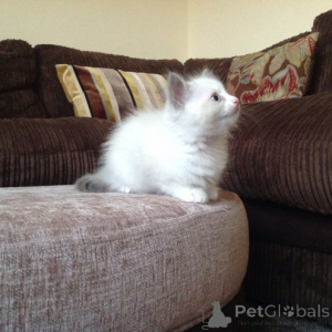 Photo №2 de l'annonce № 138711 de la vente ragdoll - acheter à Pays Bas annonce privée