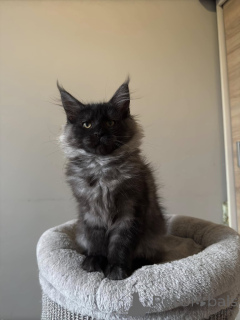 Photo №4. Je vais vendre maine coon en ville de Франкфурт-на-Майне. annonce privée - prix - 420€