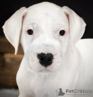 Photos supplémentaires: Chiot Dogo argentino