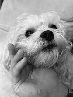 Photo №1. bichon maltais - à vendre en ville de Helsinki | 600€ | Annonce №169153