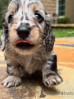 Photo №2 de l'annonce № 161828 de la vente teckel - acheter à Suisse éleveur