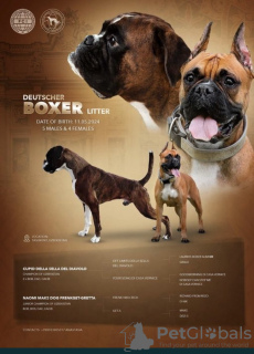 Photo №1. boxer - à vendre en ville de Tachkent | négocié | Annonce №110716