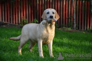 Photo №1. labrador retriever - à vendre en ville de Киурувеси | 1100€ | Annonce №113540