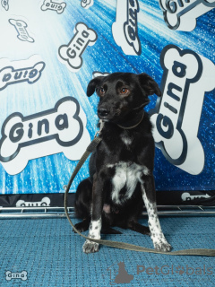 Photo №1. chien bâtard - à vendre en ville de Saint-Pétersbourg | Gratuit | Annonce №41530