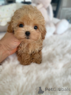 Photo №2 de l'annonce № 163590 de la vente maltipu - acheter à Allemagne éleveur