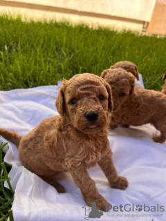 Photo №2 de l'annonce № 102483 de la vente caniche (jouet) - acheter à Serbie 