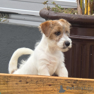 Photo №3. Adorables et énergiques chiots Jack Russell Terrier prêts pour l'aventure !. Allemagne