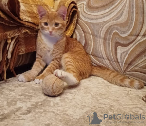 Photo №4. Je vais vendre  en ville de Москва. annonce privée - prix - Gratuit