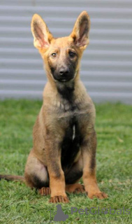 Photo №3. Chiots berger allemand. Serbie