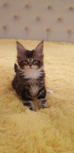 Photo №4. Je vais vendre maine coon en ville de Tula. éleveur - prix - Négocié