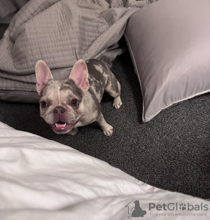Photo №2 de l'annonce № 131513 de la vente bouledogue - acheter à USA éleveur