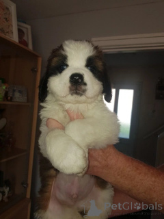 Photo №4. Je vais vendre saint-bernard en ville de Digheräs. annonce privée, éleveur - prix - 1200€