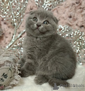 Photo №1. scottish fold - à vendre en ville de Bruxelles | négocié | Annonce № 129832