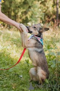 Photo №4. Je vais vendre chien bâtard en ville de Москва. annonce privée - prix - Gratuit