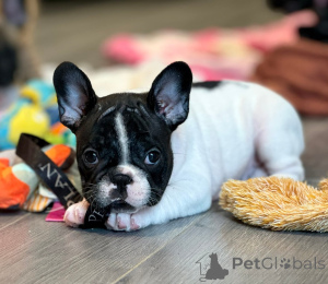 Photo №4. Je vais vendre bouledogue en ville de Madrid.  - prix - Gratuit
