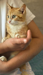 Photos supplémentaires: L'affectueuse fille chaton est entre de bonnes mains !