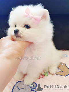 Photo №2 de l'annonce № 144425 de la vente spitz nain - acheter à Georgia annonce privée, de la fourrière, éleveur