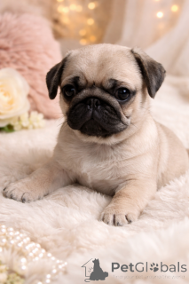 Photo №3. Magnifique beau mec !. Ukraine