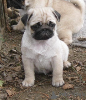 Photo №1. carlin - à vendre en ville de Prague | négocié | Annonce №166346