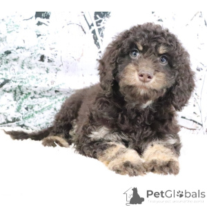 Photo №4. Je vais vendre golden retriever en ville de Ville de Londres. annonce privée - prix - négocié