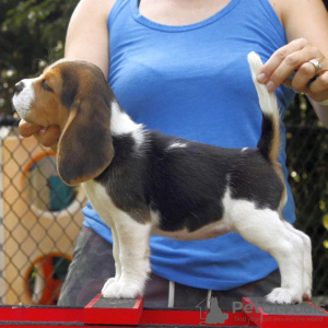 Photo №4. Je vais vendre beagle en ville de Франкфурт-на-Майне. annonce privée - prix - 360€