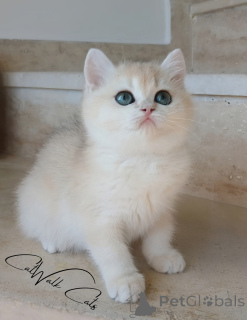 Photo №2 de l'annonce № 135605 de la vente british shorthair - acheter à Turquie éleveur