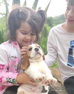 Photo №4. Je vais vendre beagle en ville de Франкфурт-на-Майне. annonce privée - prix - 457€