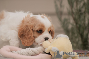 Photo №4. Je vais vendre cavalier king charles spaniel en ville de Wyoming.  - prix - négocié