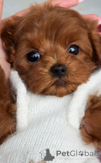 Photo №3. Mâle Maltais Mini. Allemagne