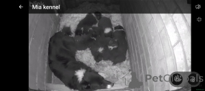 Photo №1. border collie - à vendre en ville de Fumeur de Husden | négocié | Annonce №166943