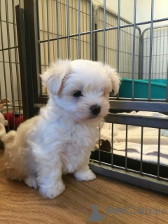 Photo №1. bichon maltais - à vendre en ville de City du Maryland | 744€ | Annonce №147662