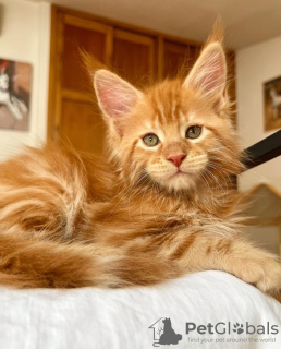 Photo №1. maine coon - à vendre en ville de Colorado Springs | 284€ | Annonce № 103248