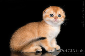 Photo №1. scottish fold - à vendre en ville de Gelendzhik | 808€ | Annonce № 155825