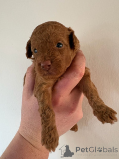 Photo №1. caniche (jouet) - à vendre en ville de Hambourg | négocié | Annonce №171195