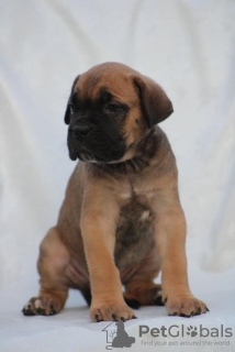 Photo №1. cane corso - à vendre en ville de Belgrade | négocié | Annonce №111066