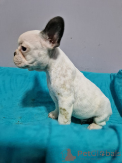 Photo №3. Chiots bouledogue français à vendre. Serbie