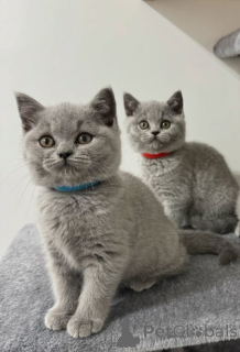 Photo №1. british shorthair - à vendre en ville de Vienne | 400€ | Annonce № 171945